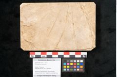 Foto (Objekt + Etikett) von Rhododendron ponticum (NHMW-GEO-2024-0188-11610)